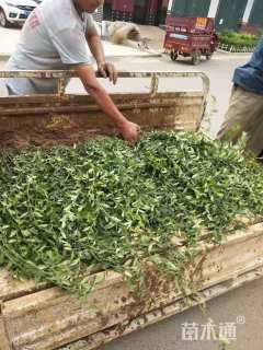 高度50厘米卫矛