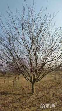 20公分青叶碧桃