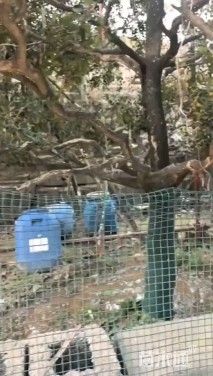 高度400厘米黄杨