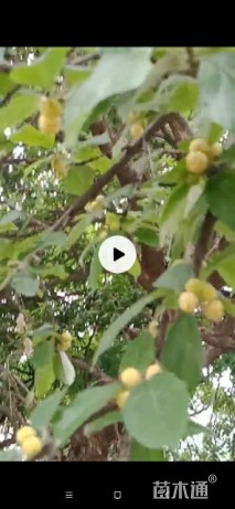 高度800厘米柘树