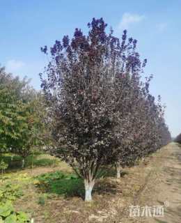 高度400厘米丛生紫叶李