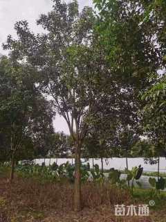 15公分大叶女贞