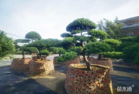 移栽苗造型罗汉松