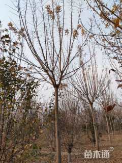 10公分金叶复叶槭