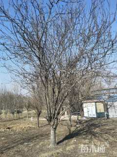 25公分西府海棠