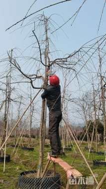 10公分垂枝樱花