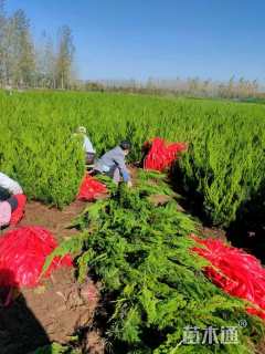 高度200厘米龙柏