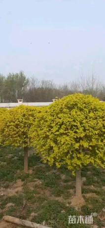 冠幅120厘米金叶榆球