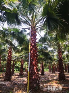 裸干高300厘米华盛顿棕榈