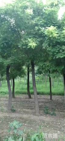 20公分国槐