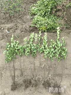 高度60厘米卫矛