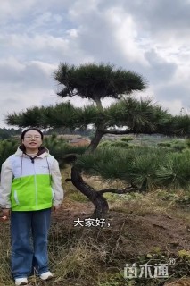 10公分造型黑松