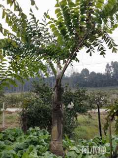 裸干高600厘米董棕