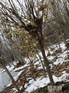 高度350厘米蜡梅