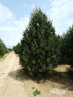 高度400厘米白皮松