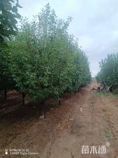 12公分八棱海棠