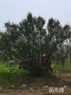 高度500厘米丛生丁香