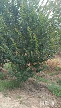 高度350厘米丛生紫薇