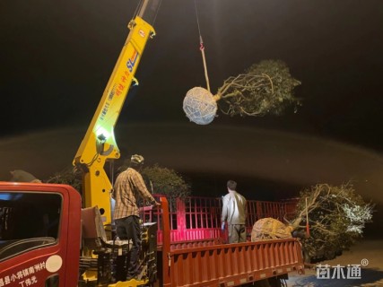 18公分中国红枫