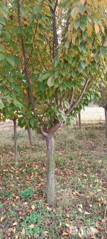 15公分日本早樱