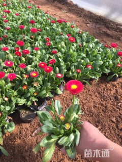 高度10厘米雏菊