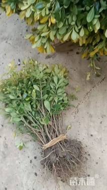 高度35厘米海桐