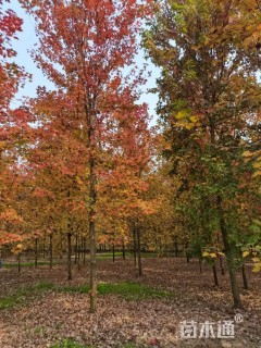 15公分美国红枫-秋火焰