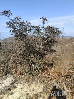 高度1200厘米映山红