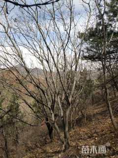 高度500厘米丛生五角枫