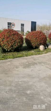 冠幅200厘米红叶石楠球