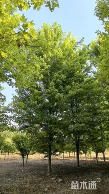 20公分美国红枫