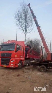 15公分美国红枫