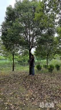 16公分大叶女贞