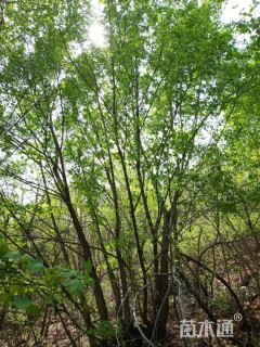 高度900厘米丛生五角枫