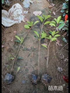 10公分红叶石楠