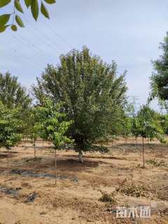 16公分绚丽海棠