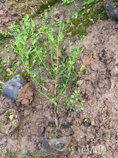 高度40厘米龟甲冬青