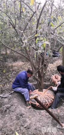 高度250厘米木本绣球