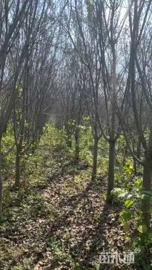 10公分北美海棠