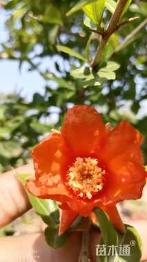 19公分造型石榴树