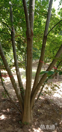 高度600厘米丛生国槐