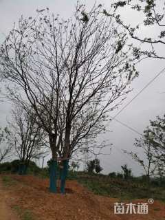 60公分朴树