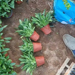 高度22厘米大花金鸡菊