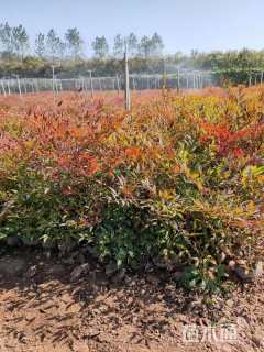 高度60厘米南天竹