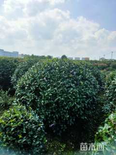 冠幅200厘米茶梅球