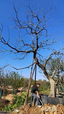 24公分造型乌桕