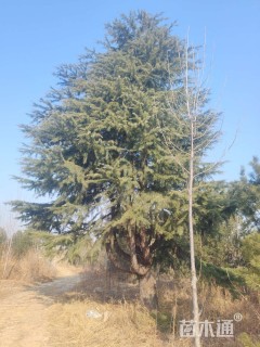 高度12000厘米雪松
