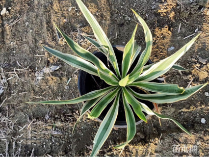 高度40厘米金边凤尾兰