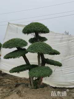 冠幅80厘米小叶女贞球