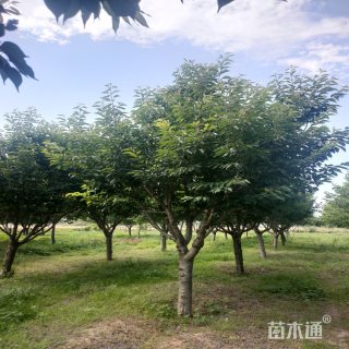 10公分日本晚樱